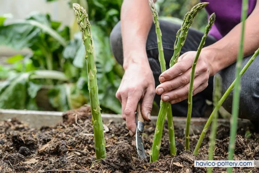 Lợi ích của việc tự trồng măng tây tại nhà để đảm bảo nguồn dinh dưỡng sạch