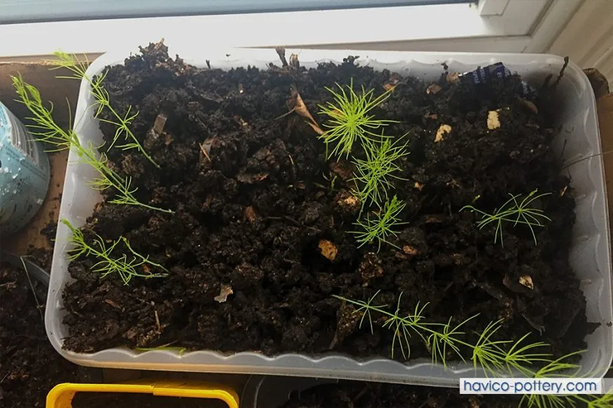 Sử dụng Thùng xốp hoặc chậu chữ nhật có kích thước phù hợp