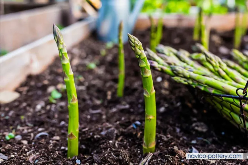 Kỹ thuật thu hoạch măng tây đúng cách giúp bảo tồn cây mẹ và gia tăng năng suất