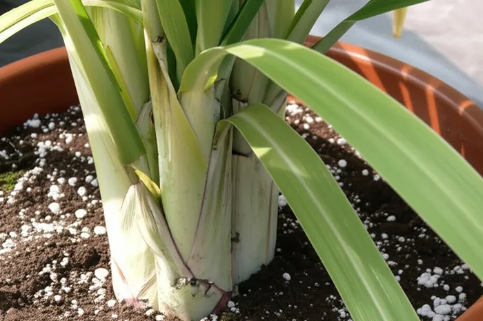 Cây mía đang lên mầm non trong chậu trồng lớn