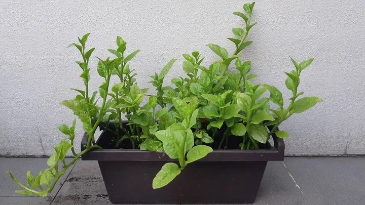 Cây mồng tơi đang ra lá non và leo giàn (Ảnh: Gardensbythebay)