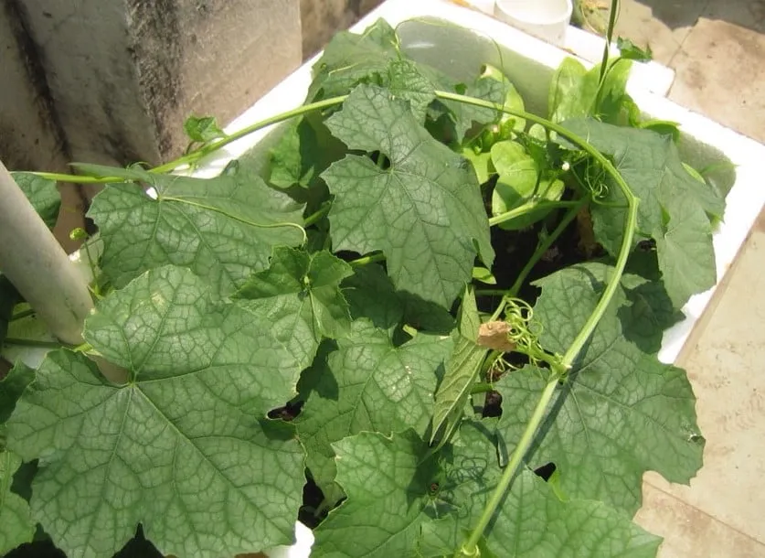 Giàn leo và kỹ thuật bón phân cho mướp đắng