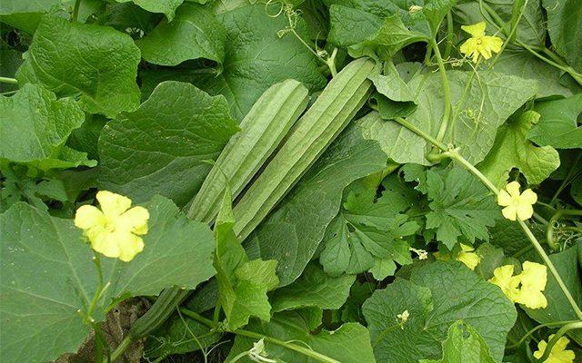 Cách Trồng Mướp Hương Trong Chậu Trĩu Quả Đạt Năng Suất Cao Nhất