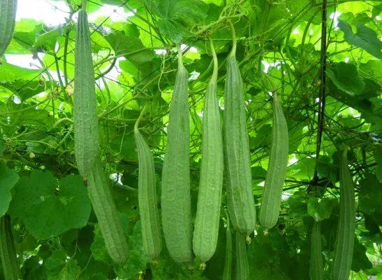 Hình ảnh một giàn mướp khía đã leo kín giàn và đang cho thu hoạch