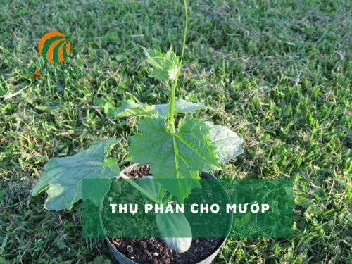 Vị trí đặt chậu trồng mướp cần có ít nhất 5-6 giờ nắng trực tiếp mỗi ngày
