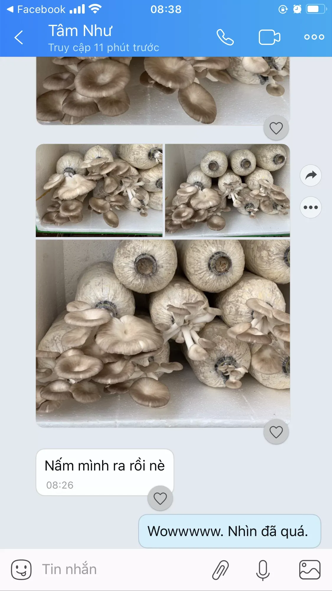 trong-nam-bao-ngu-xam