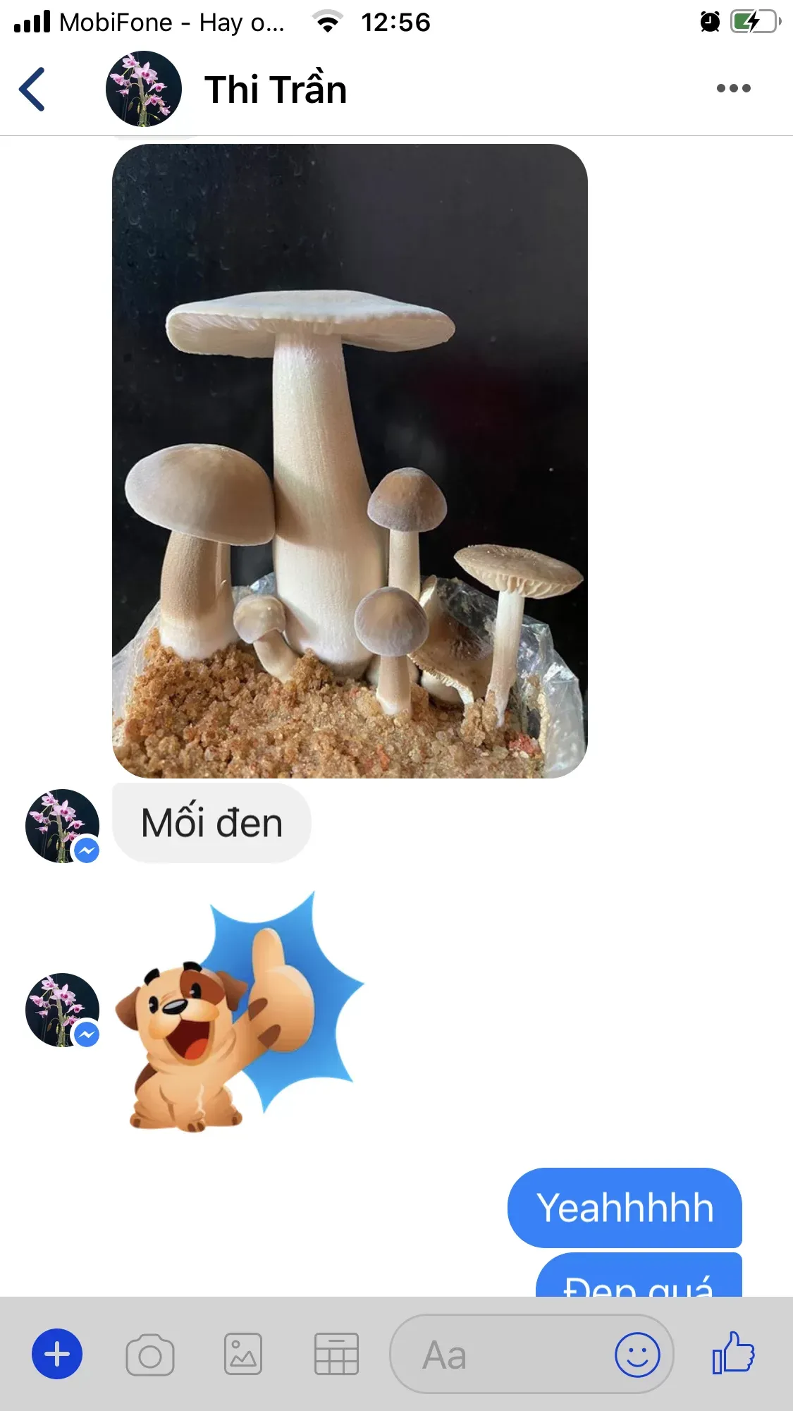 Trồng Nấm Mối Đen tại nhà đơn giản