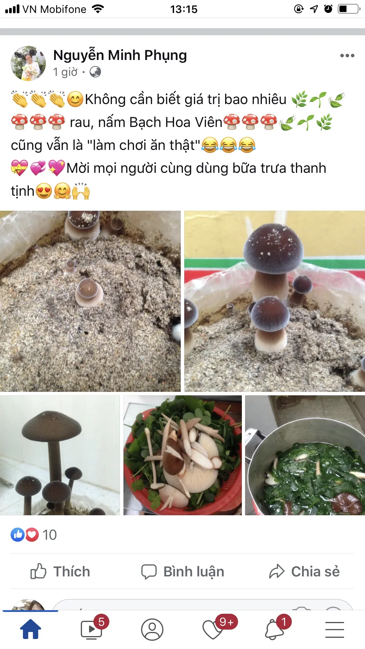 Mô hình trồng Nấm Mối Đen trong nhà
