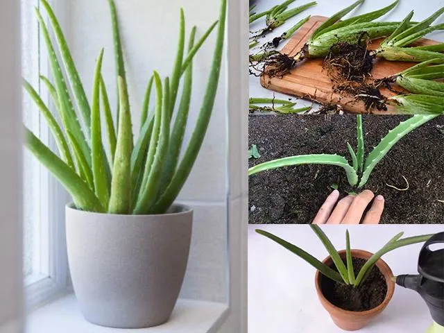 Trồng nha đam bằng cây con