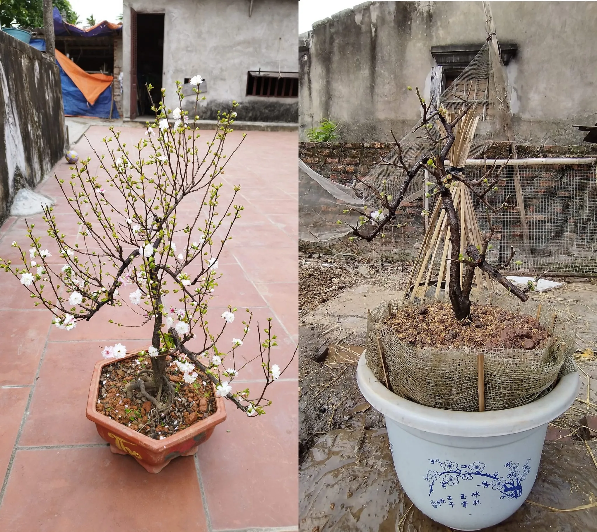 Kỹ thuật trồng lại và phủ đất kín rễ khi thay chậu cây mai