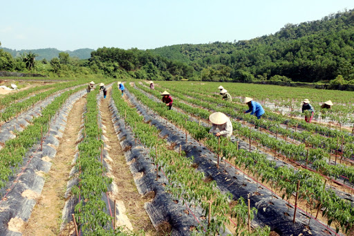 Quả ớt xiêm đã chín, sẵn sàng cho thu hoạch