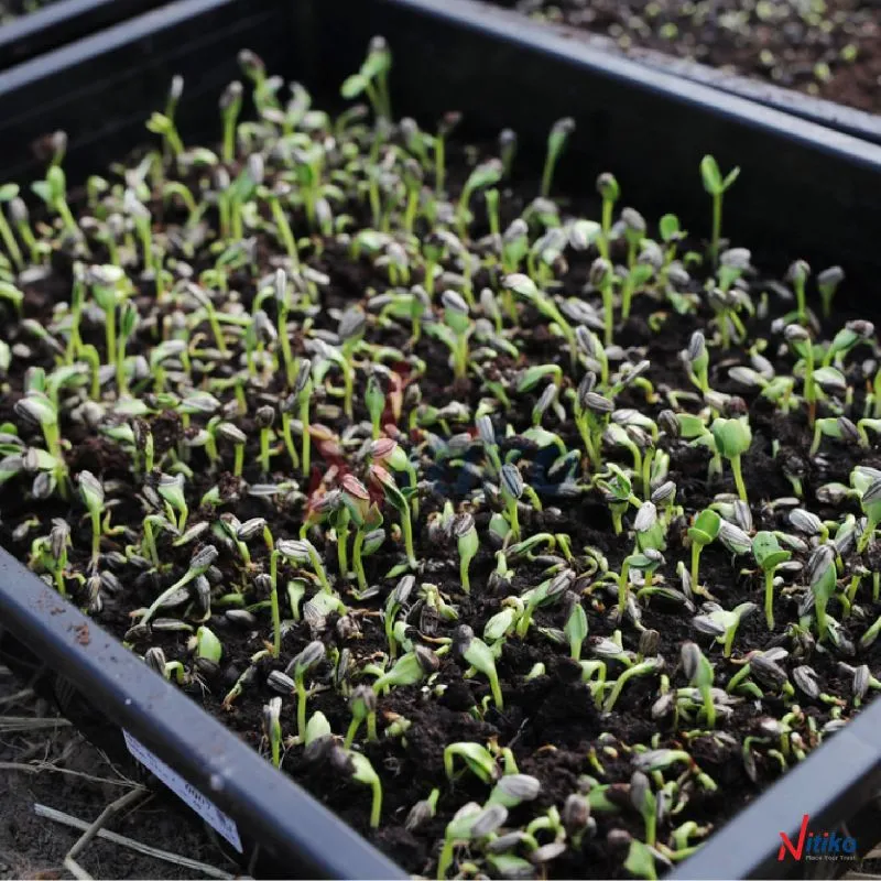 Có thể dùng giá thể khác nhau như đất sạch, xơ dừa…thậm chí không cần dùng giá thể vẫn có thể trồng được rau mầm