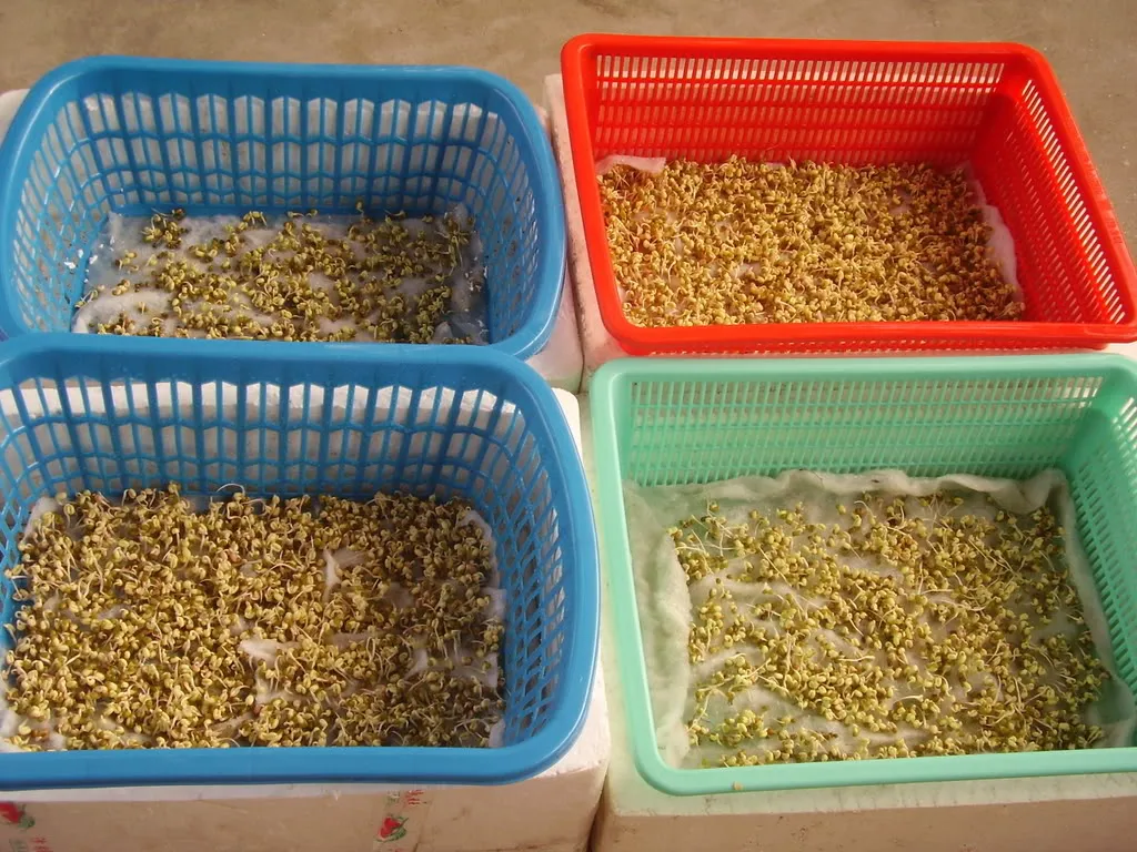 Cây rau mầm được trồng bằng khăn giấy ăn, thể hiện cách trồng rau mầm tại nhà không cần đất