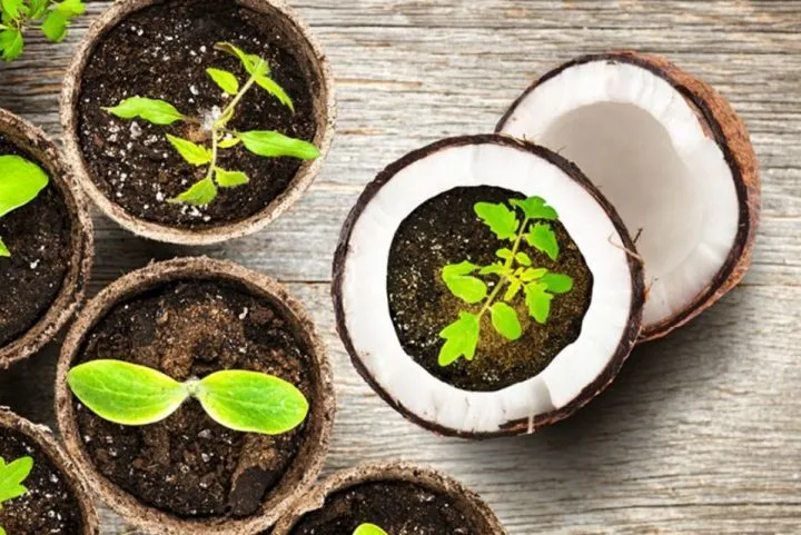 Trồng rau mầm bằng xơ dừa đơn giản và hiệu quả