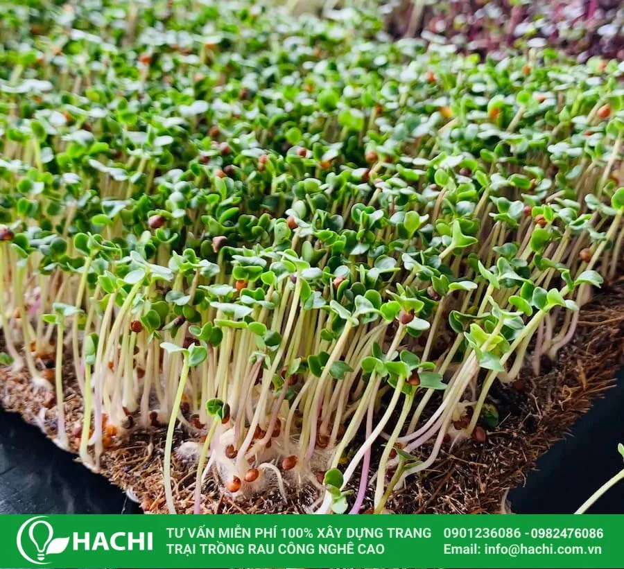 Cách trồng rau mầm bằng xơ dừa