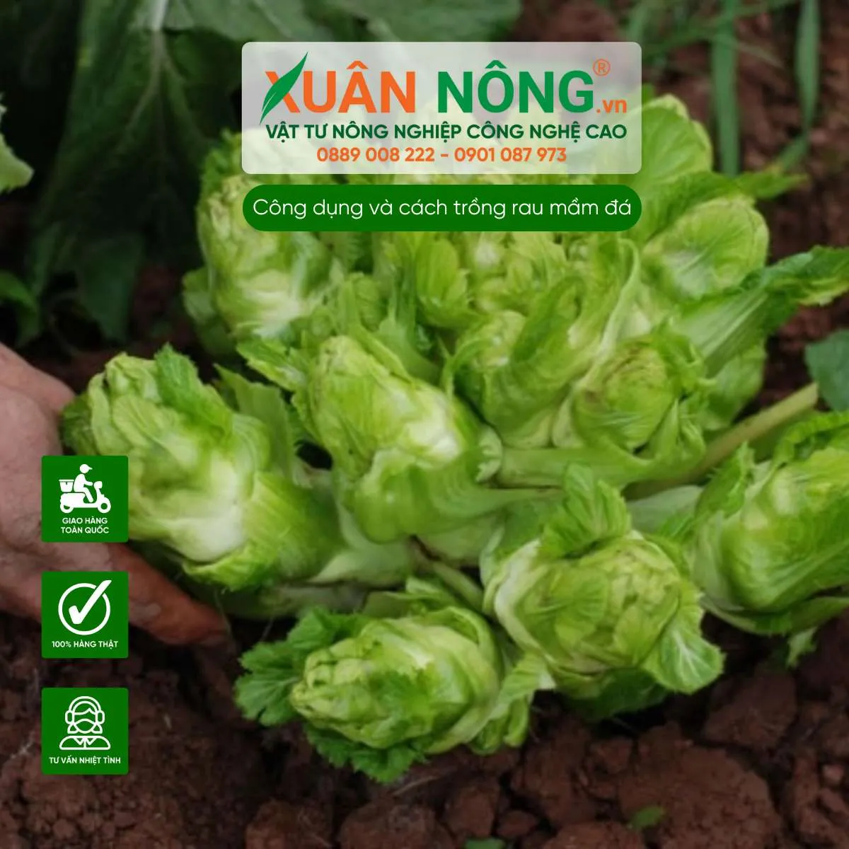 Quy trình trồng và chăm sóc rau mầm đá đúng kỹ thuật