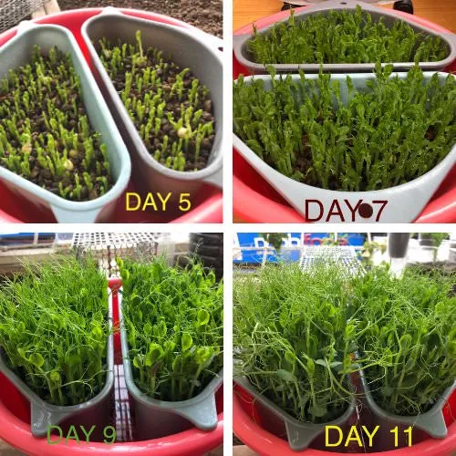 Các giai đoạn phát triển của mầm lan đậu Hà Lan trồng với viên đất nung SFARM