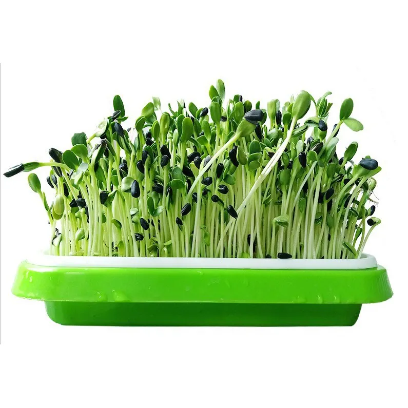 Cách trồng rau mầm tại nhà tương đối đơn giản