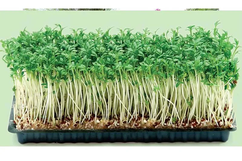 Trồng rau mầm tại nhà