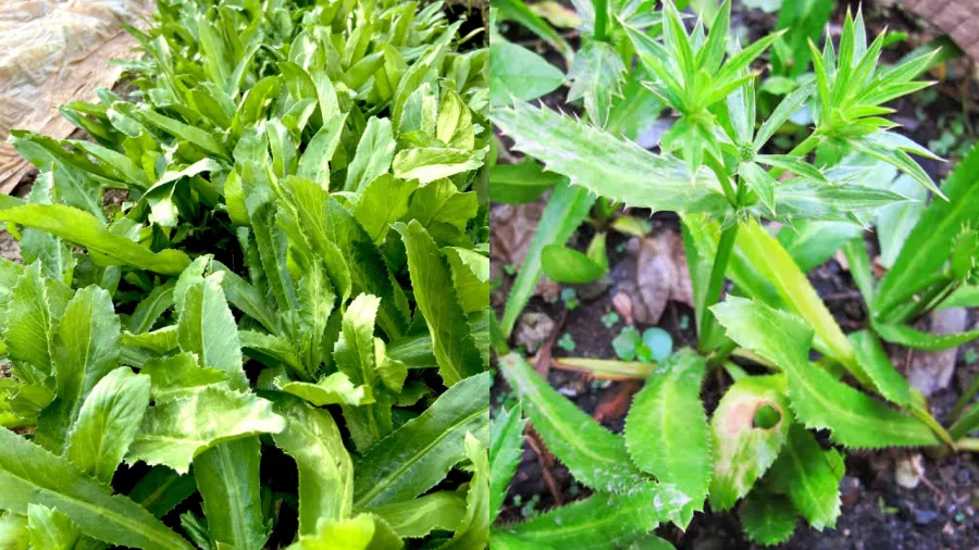 Mô tả hình ảnh cây rau ngò gai ra hoa và tạo hạt giống để trồng đợt mới