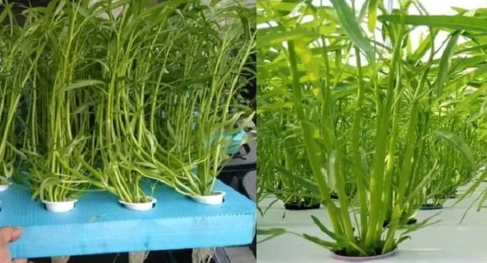 Trồng rau muống nước thủy canh