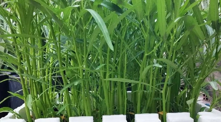 Trồng rau muống nước trong thùng xốp