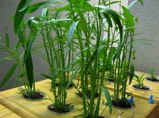 Trồng rau muống trong thùng xốp