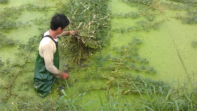 Thu hoạch rau rút trong ao nước vào mùa vụ