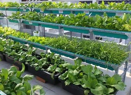 Tổng quan khu vườn rau xanh mát trên sân thượng