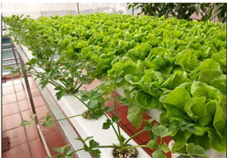 Gian trồng rau thủy canh tại nhà giúp tăng tính thẩm mỹ và rau sạch quanh năm