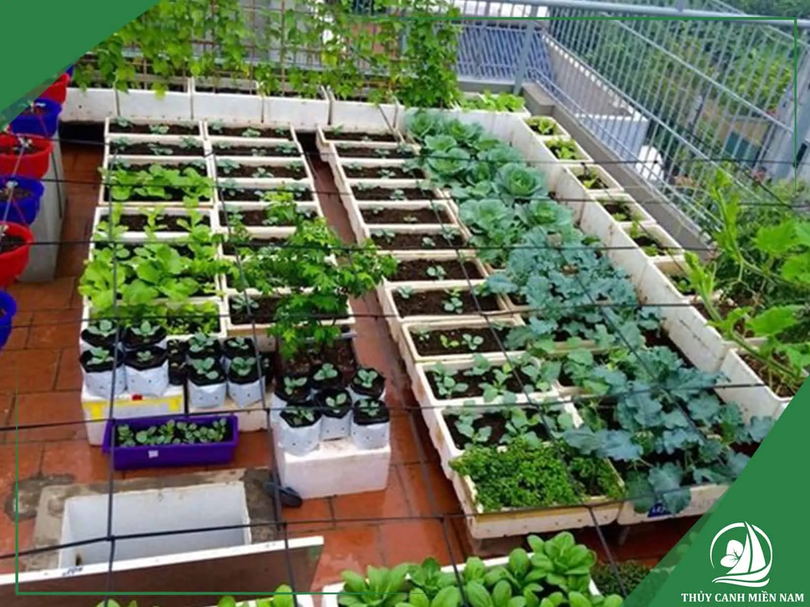 Trồng rau trên sân thượng bằng thùng xốp