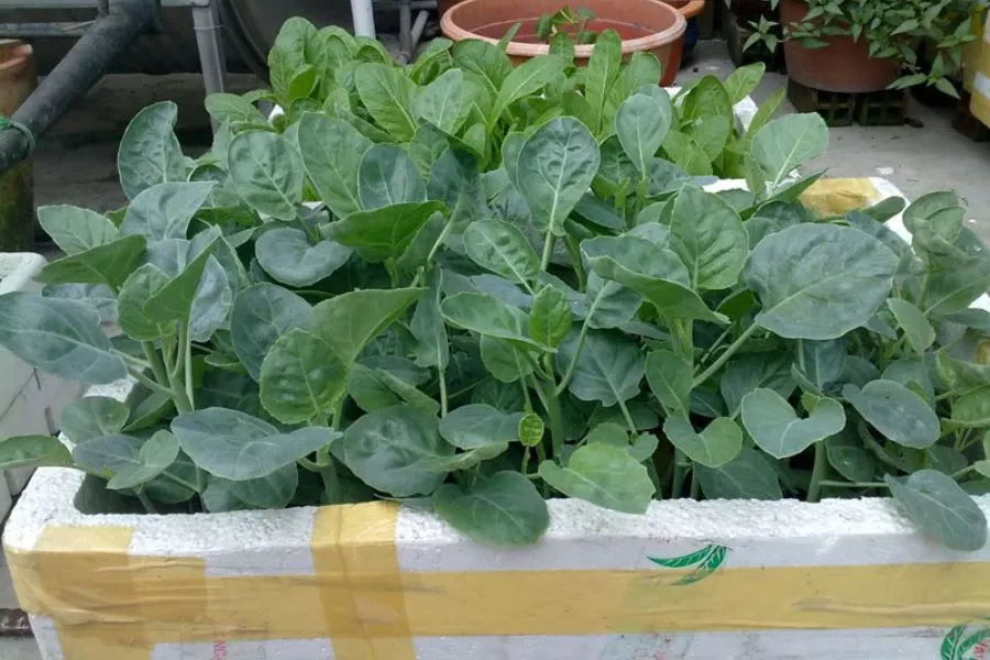 Trồng rau trong thùng xốp