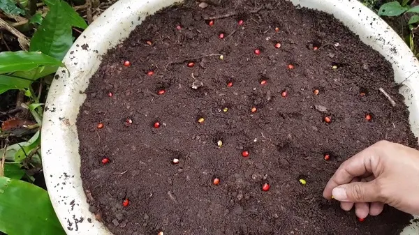 Cách Trồng Sâm Ngọc Linh Đúng Kỹ Thuật Và Đạt Chất Lượng Cao Cách Trồng Sâm Ngọc Linh Đúng Kỹ Thuật Và Đạt Chất Lượng Cao