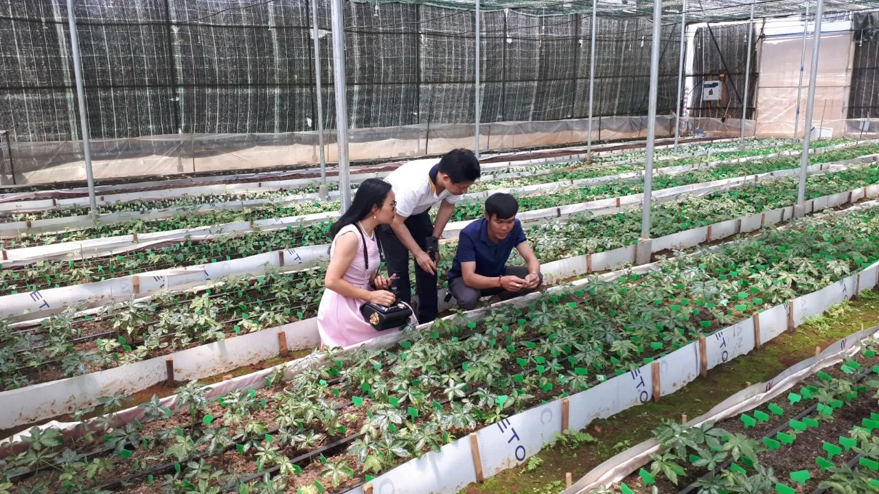 Cách Trồng Sâm Ngọc Linh Đúng Kỹ Thuật Và Đạt Chất Lượng Cao Cách Trồng Sâm Ngọc Linh Đúng Kỹ Thuật Và Đạt Chất Lượng Cao