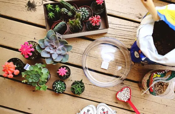 Cây sen đá và xương rồng được trồng trong chậu thủy tinh