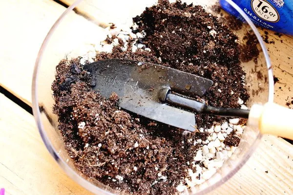 Đổ lớp giá thể trồng sen đá gần đầy miệng chậu