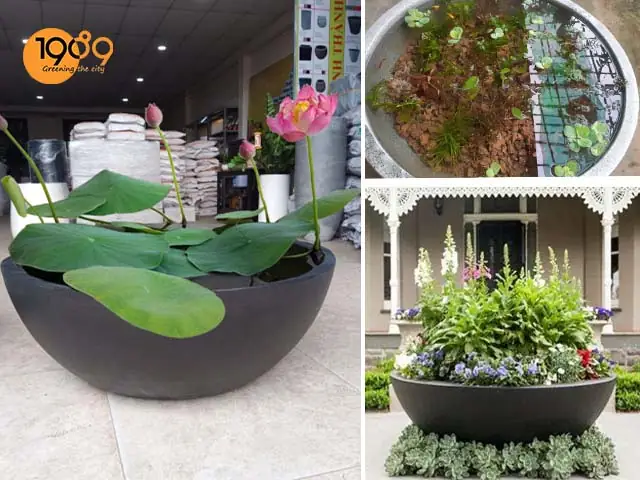 Cách Trồng Hoa Sen Bách Diệp: Cẩm Nang Toàn Diện Từ A-Z