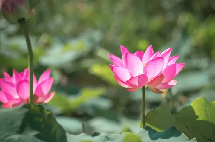 Chuẩn Bị Dụng Cụ Và Nguyên Liệu mô tả quá trình làm hồ trồng sen