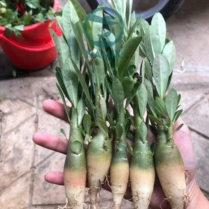 Trồng sứ Thái bằng cây con và đất trồng phù hợp