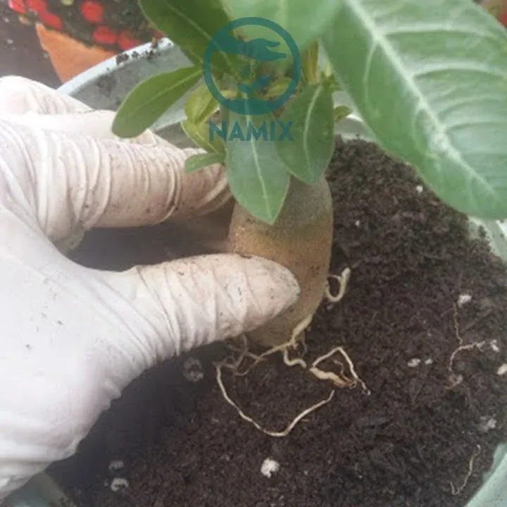 Đặt bộ rễ cân đối trong chậu để trồng sứ Thái