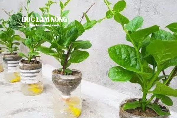 Trồng Thủy Canh Bằng Chai Nhựa Tái Chế