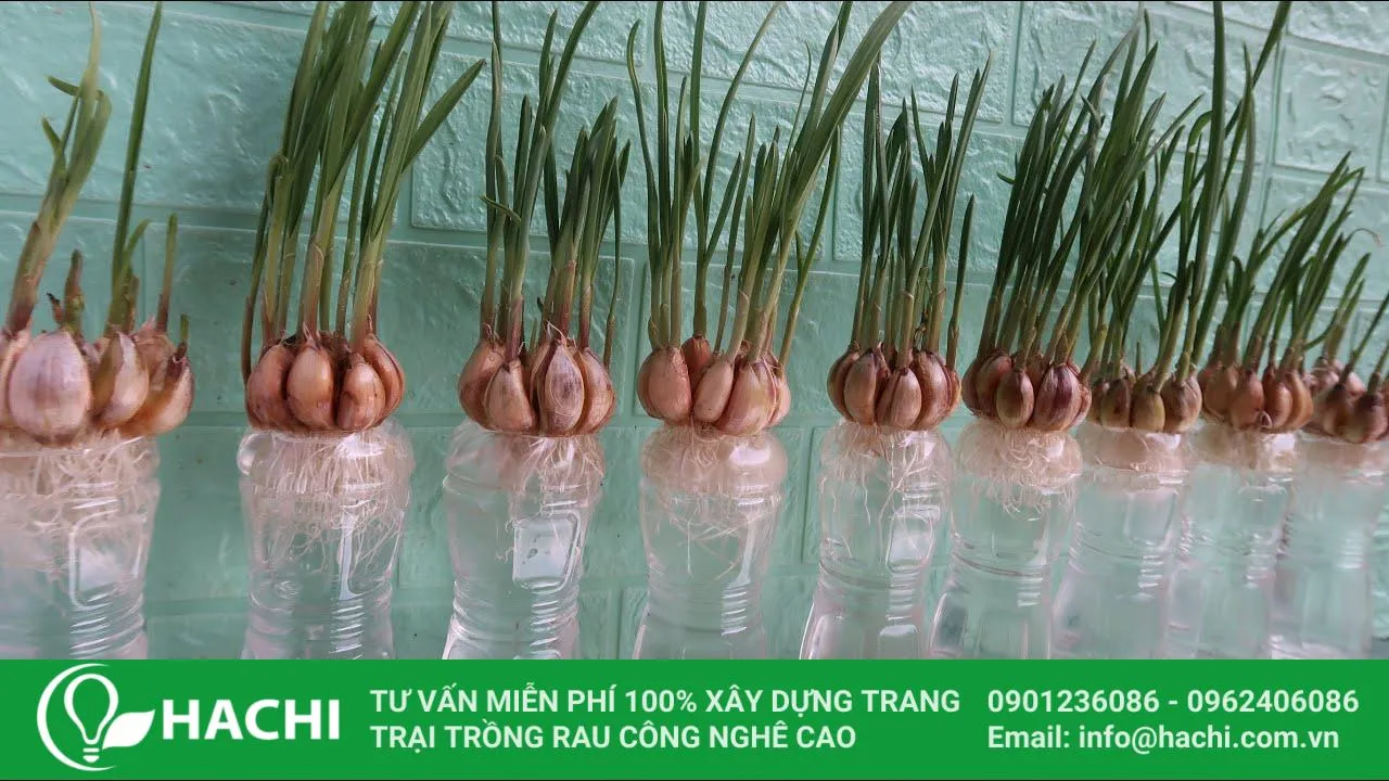 Trồng tỏi thủy canh