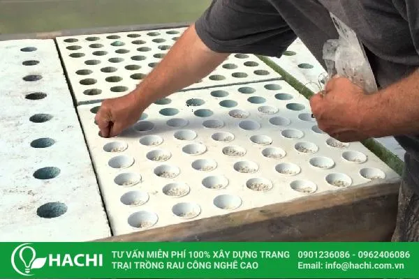 Cách trồng tỏi thủy canh nông nghiệp quy mô lớn