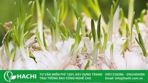 Trồng tỏi thủy canh