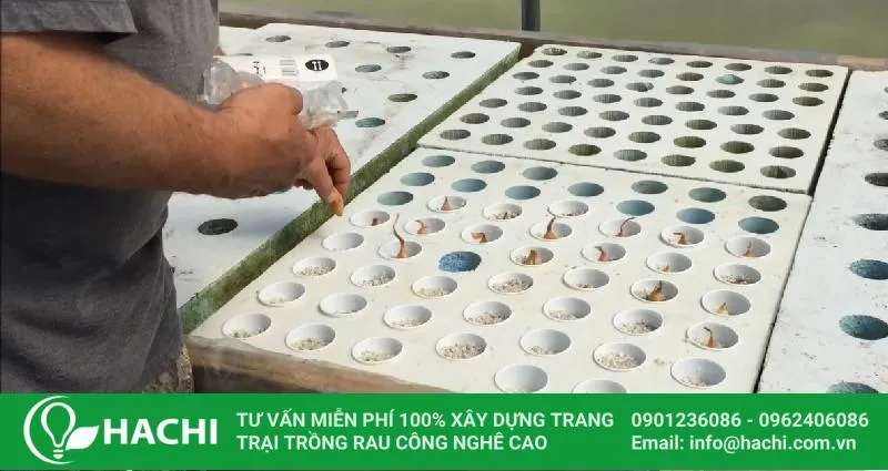 Đặt tỏi vào khay trồng