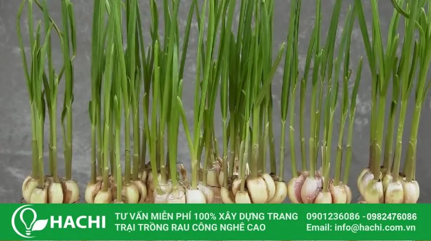 Trồng tỏi trong nước