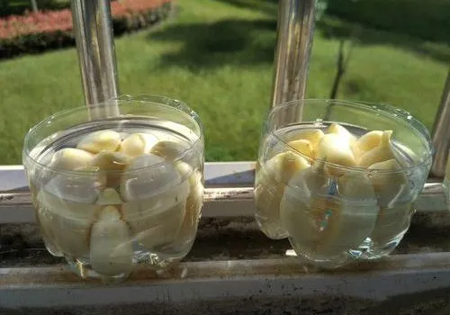 Đổ nước vào cốc thủy tinh sao cho mực nước gần sát phần gốc tỏi để kích thích mầm mọc