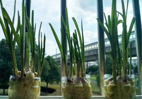 Cây tỏi cảnh đã phát triển rễ và lá cứng cáp sau vài ngày trồng thủy canh