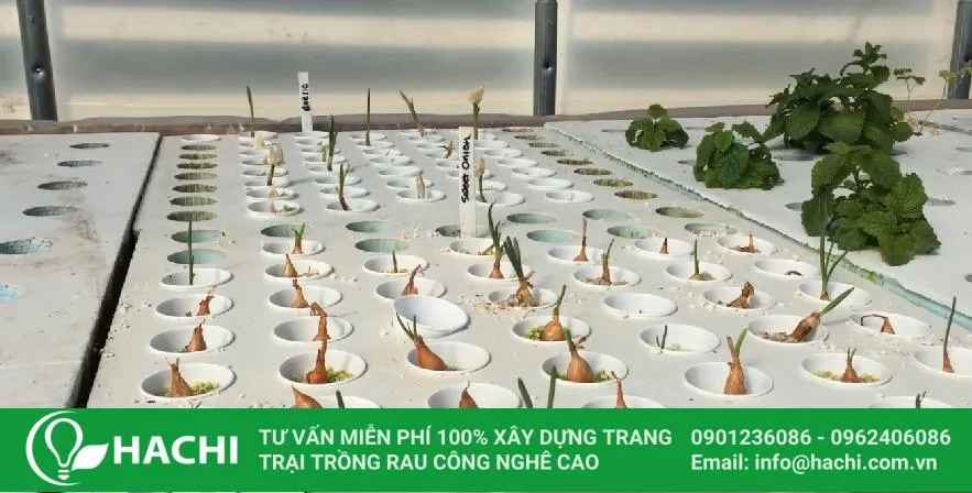 Cách trồng tỏi thủy canh tại nhà