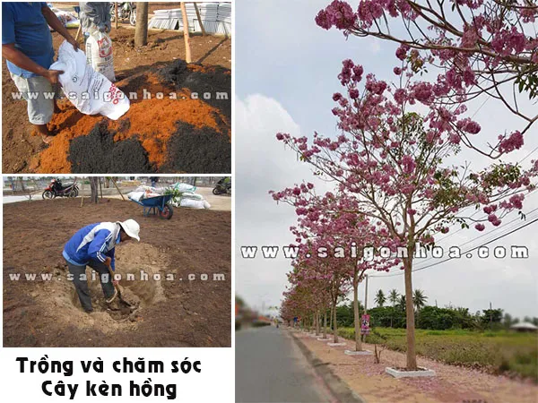Trồng và chăm sóc cây kèn hồng đúng cách